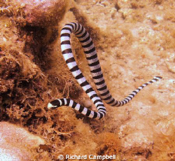 sea snake.. by Richard Campbell 